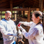 APA abre seleção para médicos-veterinários no programa de sanidade avícola de SP