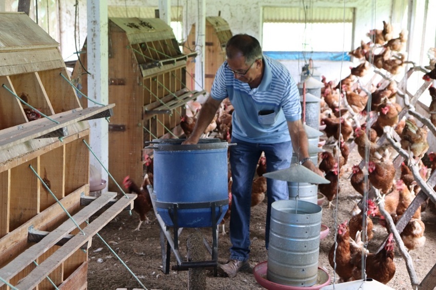 Gestão técnica transforma avicultura caipira em negócio rentável no interior da Paraíba