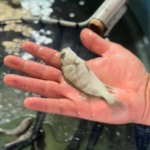 SC define tamanho mínimo para captura do burriquete no litoral SC define tamanho mínimo para captura do burriquete no litoral