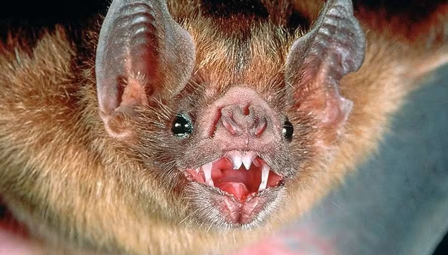 Morcegos-Vampiros no Peru apresentam evidência de infecção por Influenza Aviária H5N1 Morcegos-Vampiros no Peru apresentam evidência de infecção por Influenza Aviária H5N1