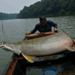 Embrapa utiliza inteligência artificial para estudar o comportamento reprodutivo do Pirarucu