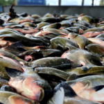 Tambaqui ganha escala global e China assume liderança na produção aquícola