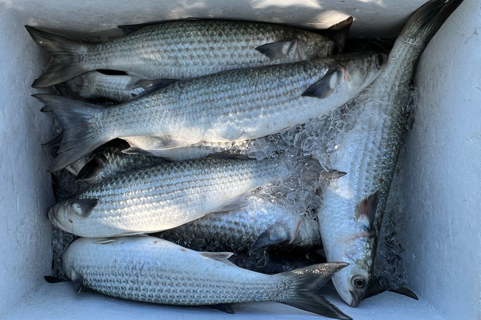 A chegada dos cardumes de tainha ao litoral paranaense neste mês garante o sustento dos pescadores e origina diversas festas típicas na região