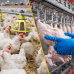 TAGAT Foodtech é lançada por EDATA e SAG como ecossistema one-stop shop para a cadeia de proteínas