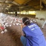 Inea interdita indústria de aves em Barra do Piraí por irregularidades ambientais e maus-tratos