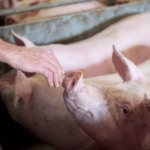 Topigs Norsvin fortalece time técnico com nova coordenação de produção no Sul e Sudeste Topigs Norsvin fortalece time técnico com nova coordenação de produção no Sul e Sudeste