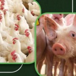 Novo Manual das CADECs atualiza regras da integração em aves e suínos