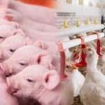 Sanidade, produção e mercado externo moldam a agenda recente do agronegócio brasileiro Sanidade, produção e mercado externo moldam a agenda recente do agronegócio brasileiro