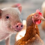 Entre desafios sanitários e incertezas globais, o agro brasileiro ajusta estratégias