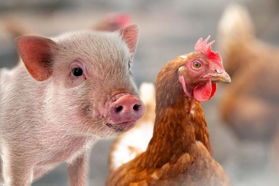 Entre desafios sanitários e incertezas globais, o agro brasileiro ajusta estratégias Entre desafios sanitários e incertezas globais, o agro brasileiro ajusta estratégias