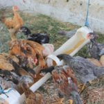 Embrapa lança cursos gratuitos para profissionalizar a criação de aves caipiras Embrapa lança cursos gratuitos para profissionalizar a criação de aves caipiras