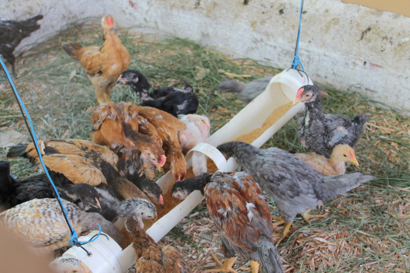 Embrapa lança cursos gratuitos para profissionalizar a criação de aves caipiras Embrapa lança cursos gratuitos para profissionalizar a criação de aves caipiras