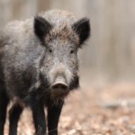 Levantamento inédito orienta ações de proteção da suinocultura contra javalis no Piauí