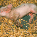 Hungria confirma surto de Doença de Aujeszky em granja com 7 mil suínos e inicia abate sanitário Hungria confirma surto de Doença de Aujeszky em granja com 7 mil suínos e inicia abate sanitário