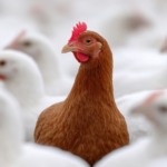Poder de compra na avicultura cai em janeiro e acende alerta para produtores de ovos e frango Poder de compra na avicultura cai em janeiro e acende alerta para produtores de ovos e frango