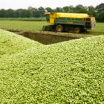 Projeto britânico avança em ervilha proteica como alternativa à soja