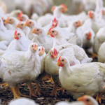 Irã investiga raça híbrida após perdas na avicultura do país