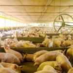 Plataforma digital integra vigilância sanitária e análise de risco na suinocultura