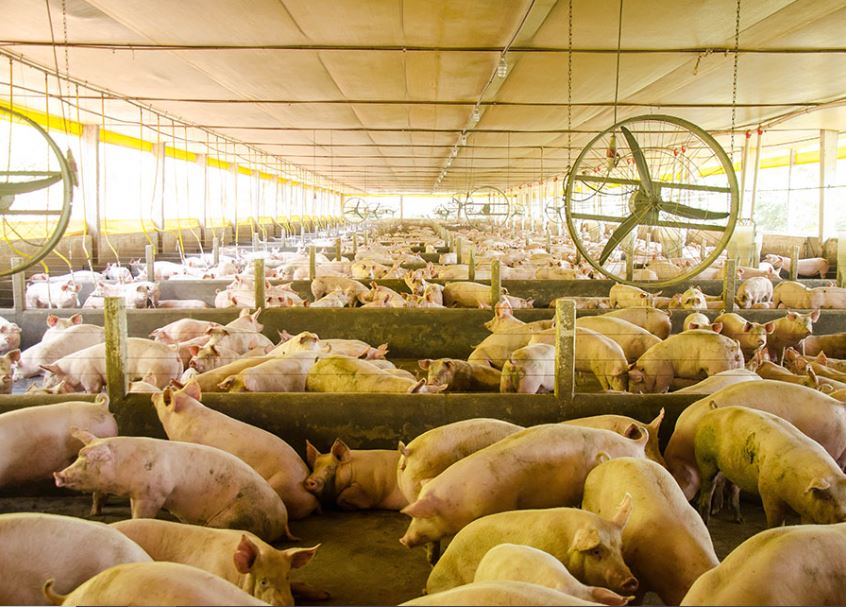 Plataforma digital integra vigilância sanitária e análise de risco na suinocultura
