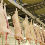 Peso recorde das carcaças sustenta produção de carne suína no Reino Unido em janeiro Peso recorde das carcaças sustenta produção de carne suína no Reino Unido em janeiro