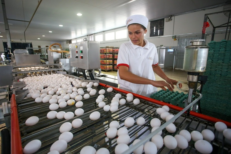 Avicultura de postura de São Paulo cresce 7% em 2025 e amplia exportações em 19%