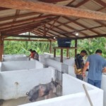 Amapá fortalece suinocultura na agricultura familiar e amplia renda de produtores em Porto Grande Amapá fortalece suinocultura na agricultura familiar e amplia renda de produtores em Porto Grande