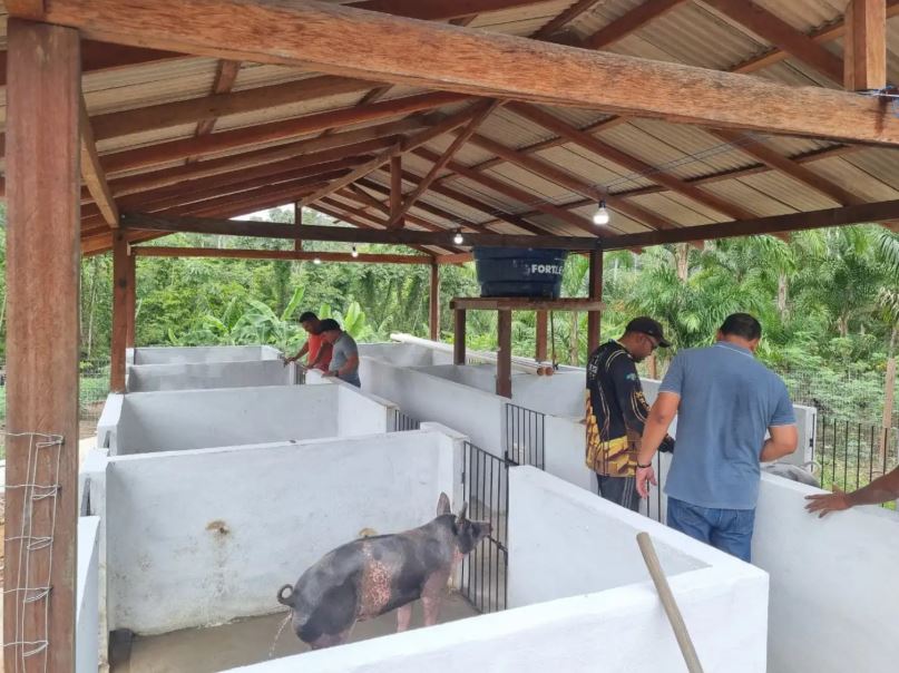 Amapá fortalece suinocultura na agricultura familiar e amplia renda de produtores em Porto Grande Amapá fortalece suinocultura na agricultura familiar e amplia renda de produtores em Porto Grande