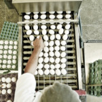 Exportação de ovos do Espírito Santo dispara e impulsiona agronegócio Exportação de ovos do Espírito Santo dispara e impulsiona agronegócio