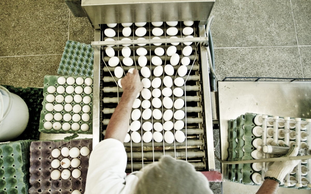 Exportação de ovos do Espírito Santo dispara e impulsiona agronegócio Exportação de ovos do Espírito Santo dispara e impulsiona agronegócio
