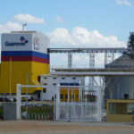 Guaraves alcança abate de até 100 mil aves por dia e consolida expansão no Nordeste