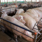 Diplomacia comercial e sanidade definem rumos do agronegócio paranaense no início de 2026