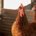 Governo de Goiás reforça ações de prevenção e vigilância contra a Influenza Aviária