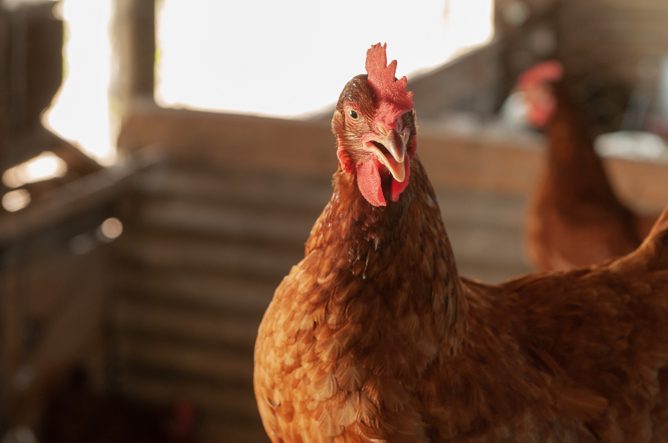 Governo de Goiás reforça ações de prevenção e vigilância contra a Influenza Aviária