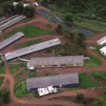 Com 70 anos de mercado e 100% dos animais rastreados, Biriba’s estrutura genética suína para atender do industrial ao premium