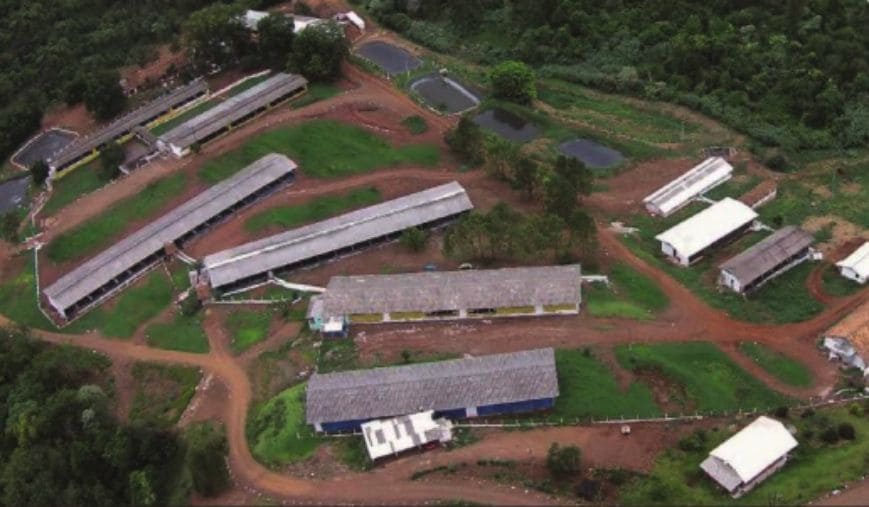 Com 70 anos de mercado e 100% dos animais rastreados, Biriba’s estrutura genética suína para atender do industrial ao premium